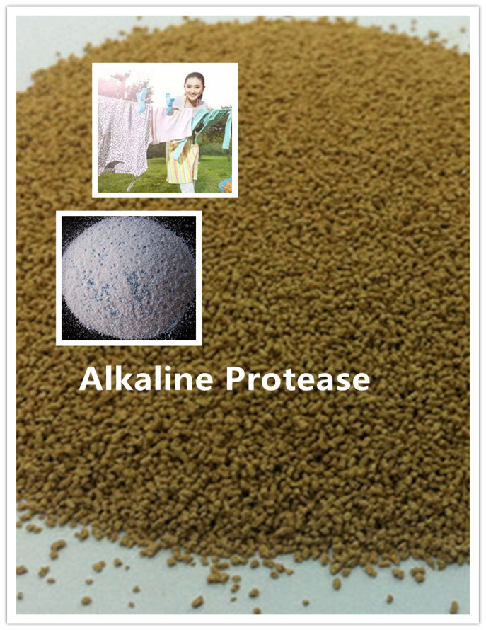alkaline protease liquid