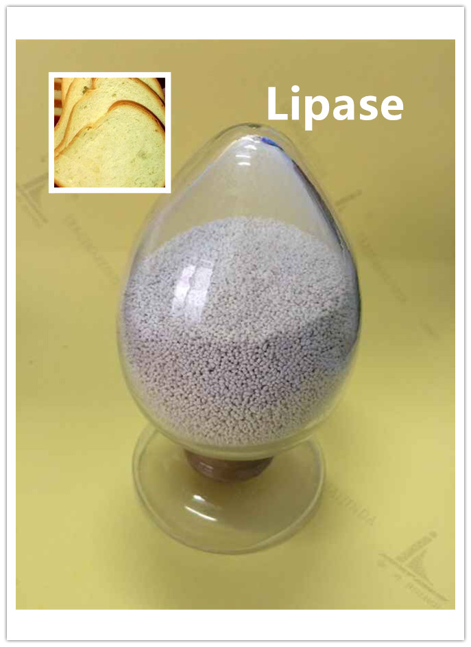 lipase enzyme