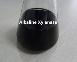 Thermostable Alkaline Xylanase
