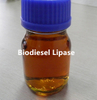 Biodiesel Lipase