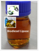 Biodiesel Lipase