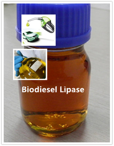 Biodiesel Lipase