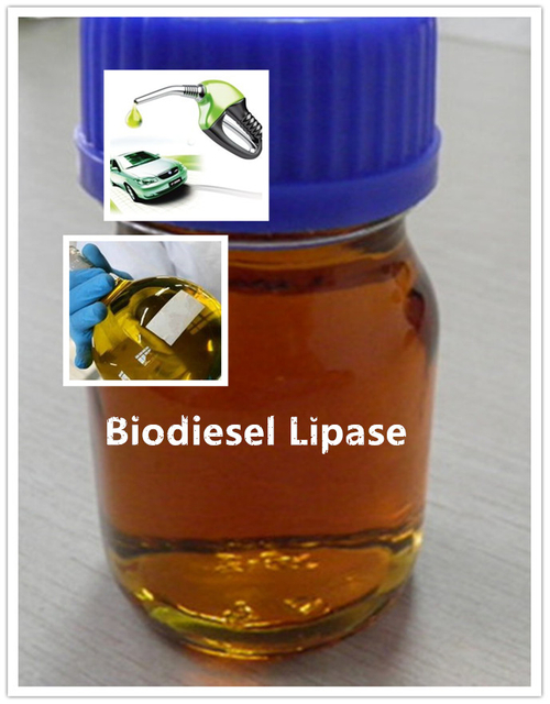 Biodiesel Lipase