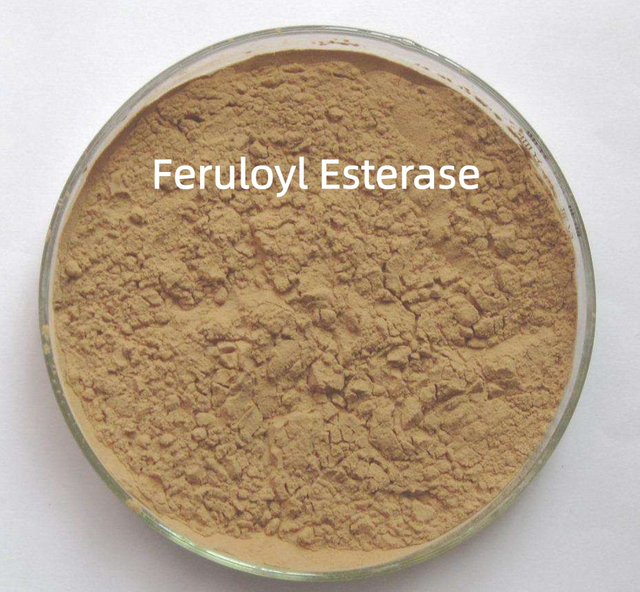 Feruloyl Esterase Enzyme